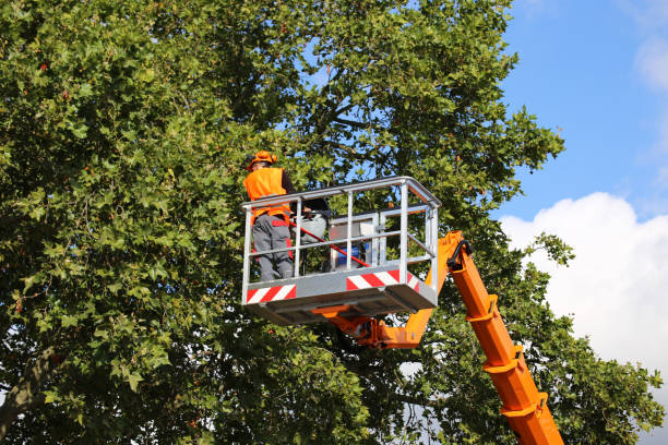 Best Stump Grinding and Removal  in Carrollton, KY