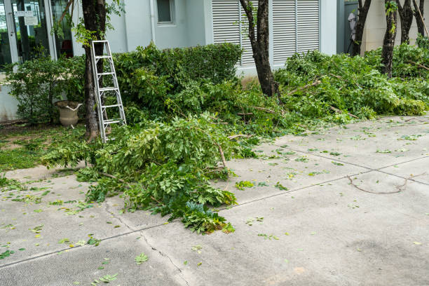 Tree and Shrub Care in Carrollton, KY